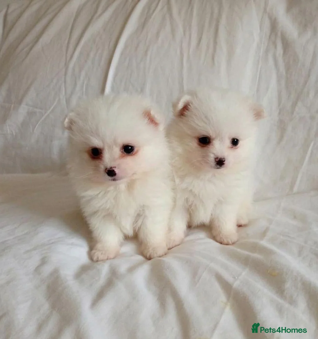 Pomeranian dogs for sale: Miniature Pomeranians - Advert 1