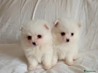 Pomeranian dogs Miniature Pomeranians - Advert 6