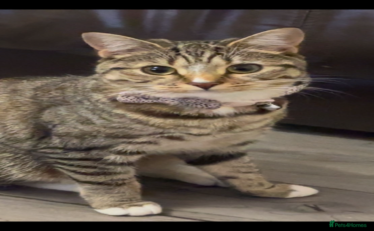 Mixed Breed cats - Advert 1