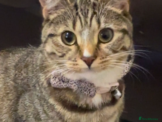 Mixed Breed cats - Advert 19