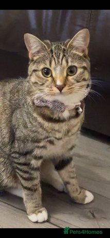 Mixed Breed cats BSH x Mixed breed female - Advert 3