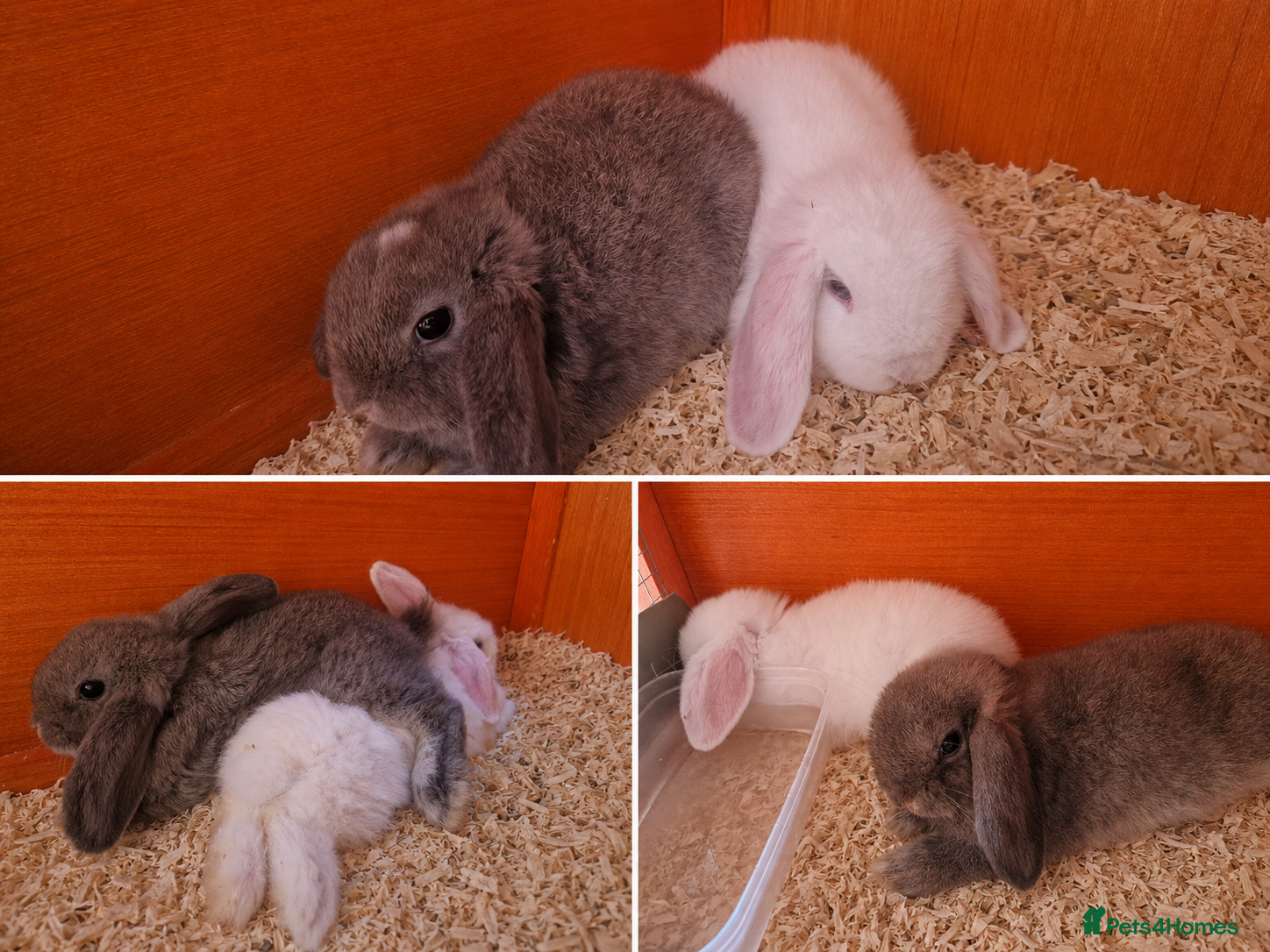 Mixed Breed rabbits Baby rabbits - Advert 10
