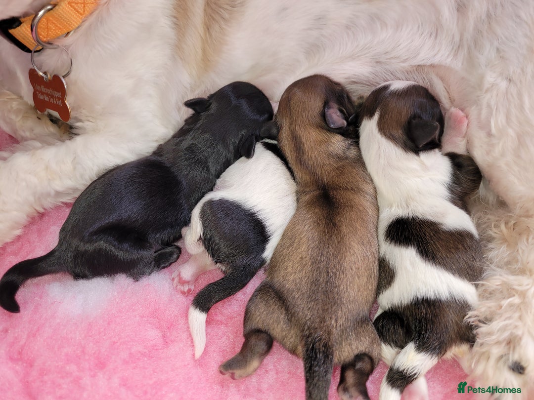 Shih Tzu dogs for sale: Beautiful Shih Tzu Puppies - Image 5