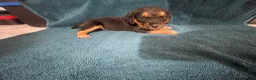 Mixed Breed dogs for sale: Brocker in Wakefield - Advert 2