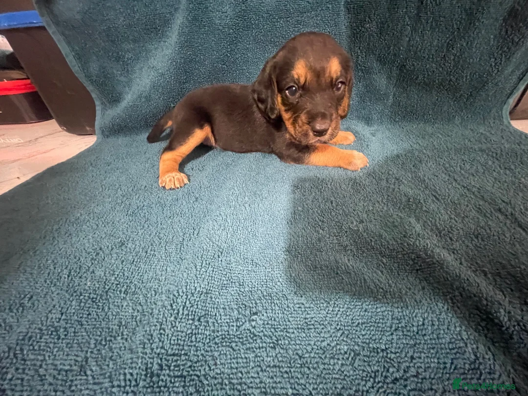 Mixed Breed dogs for sale: Brocker in Wakefield - Advert 2