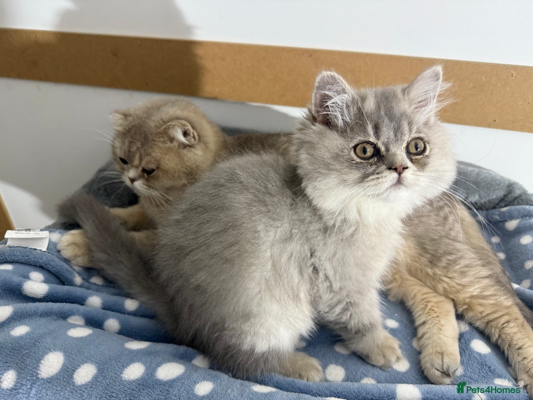 British Shorthair cats for sale: Beautiful boy and girl ready to leave now - Image 14