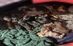 Miniature Dachshund dogs for sale: Miniature smooth haired dachshund  - Image 2