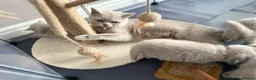 British Shorthair cats for sale: ✨Active Champion line British shorthair lilac - Advert 14