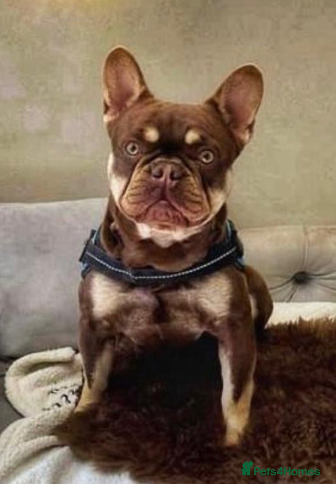 French Bulldog dogs for sale: Guardian Home Wanted - Male French Bulldog 3yrs - Advert 2