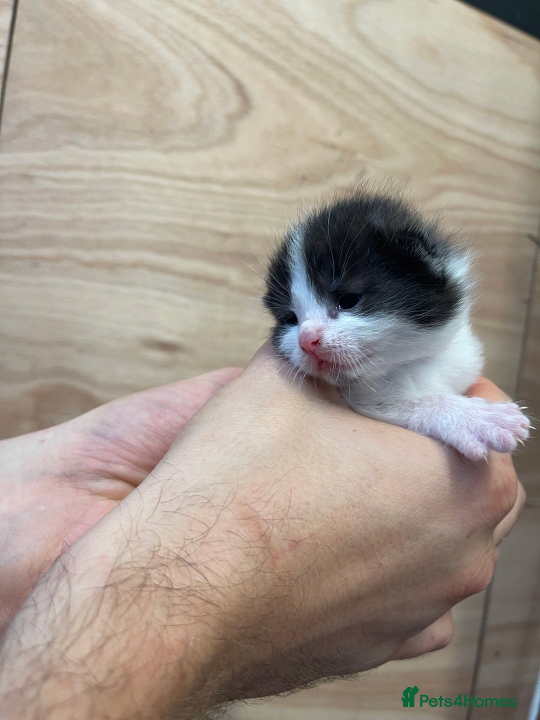 British Longhair cats for sale: Black & white kittens  - Image 3