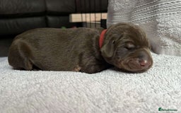 Dobermann dogs for sale: Beautiful litter of Doberman puppies  - Image 6