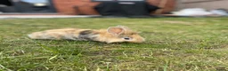 Lionhead rabbits for sale: 2 lion head sisters  - Advert 2