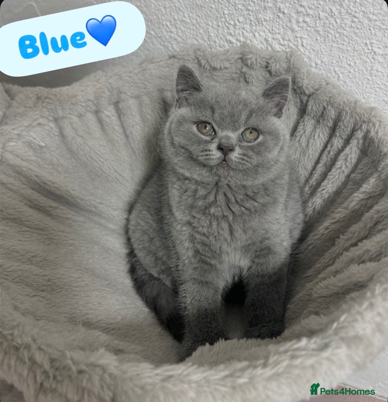 British Shorthair cats TICA/GCCF Registered British Shorthair Kittens - Advert 1