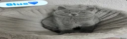 British Shorthair cats for sale: LAST BOY TICA Registered British Shorthair - Advert 7