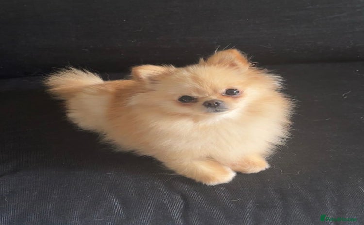 Pomeranian dogs - Advert 1