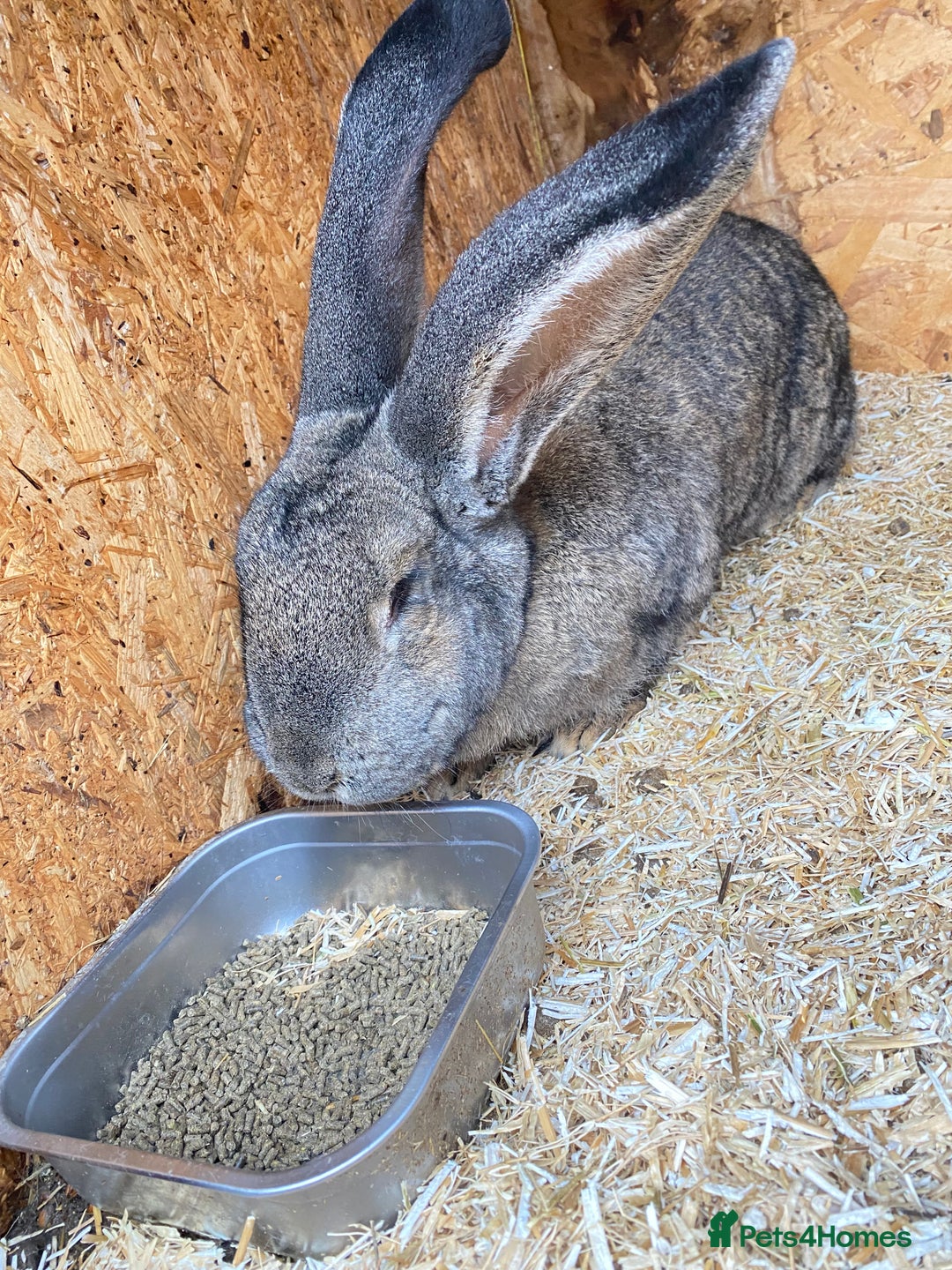 Continental Giant rabbits for sale: Massive Giant Rabbit Female - Advert 6