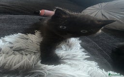 Persian cats for sale: 2 Persian boys. Colour is mixed dark grey/black - Image 10