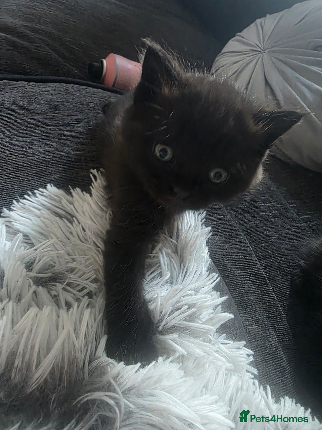 Persian cats for sale: 2 Persian boys. Colour is mixed dark grey/black - Image 10