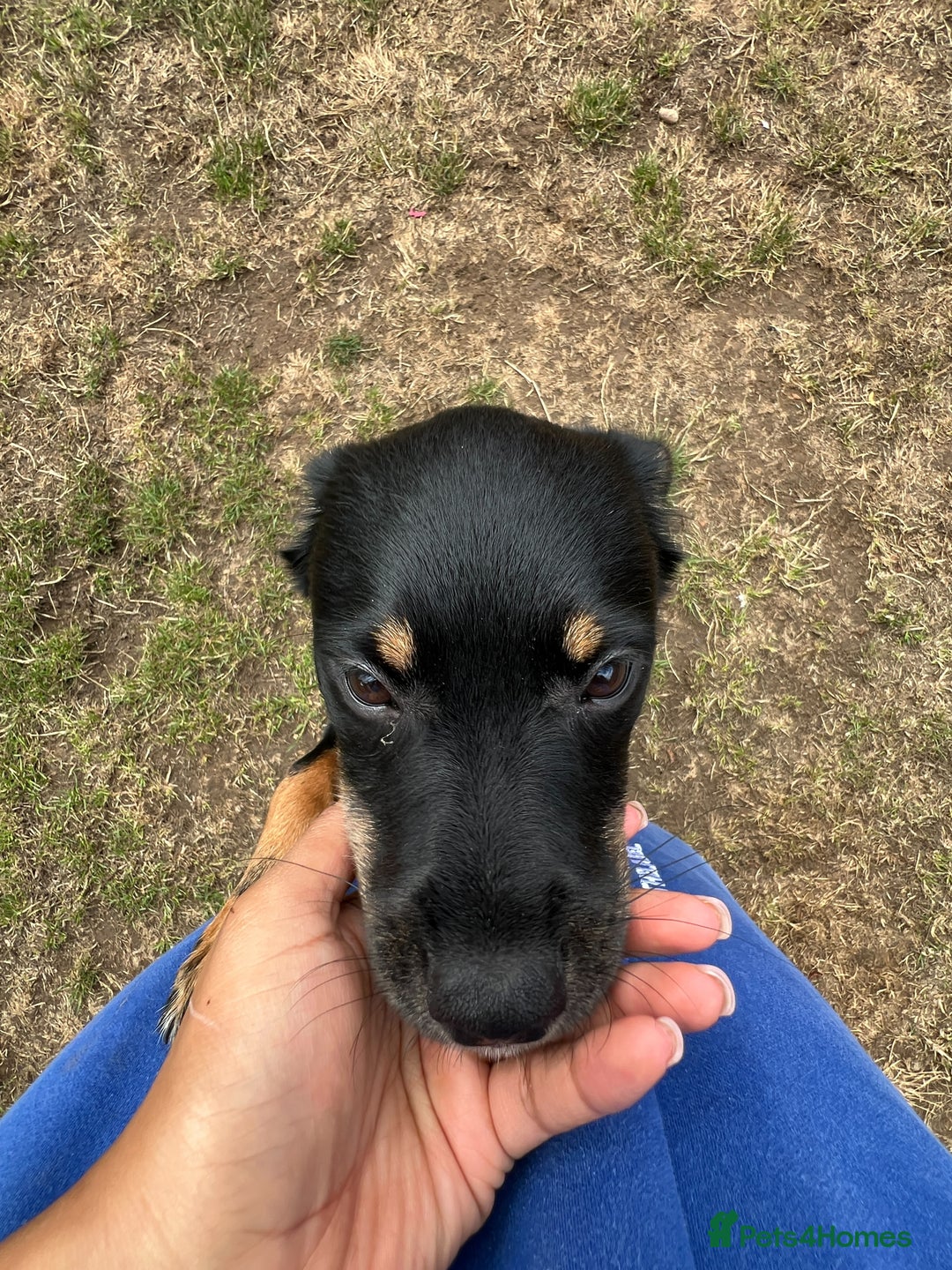 Mixed Breed dogs for adoption: Adorable Monika is ready for her forever home! - Image 2