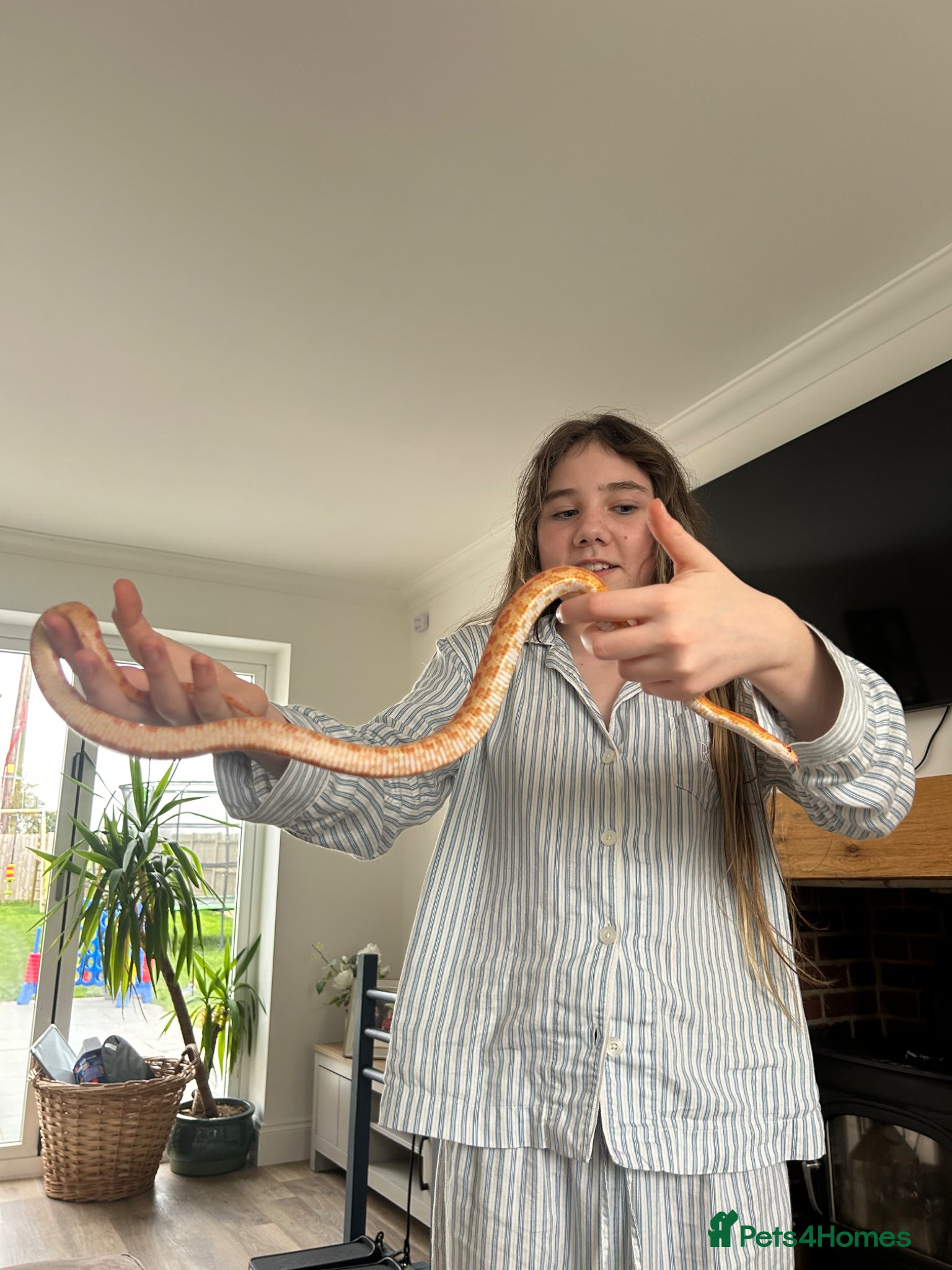 Corn Snake reptiles Corn snake unsexed super friendly  - Advert 1