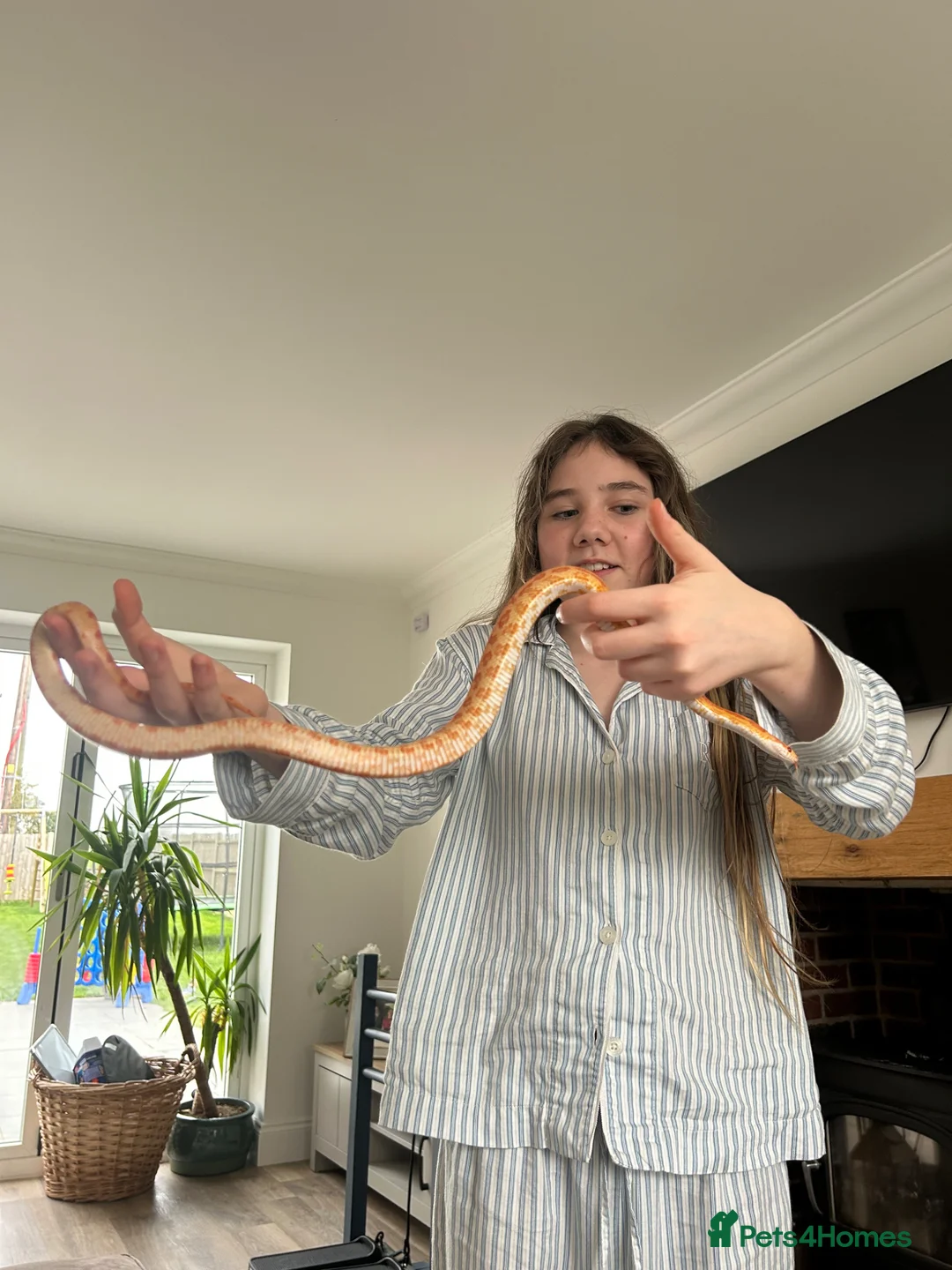 Corn Snake reptiles for sale: Corn snake unsexed super friendly  - Advert 1