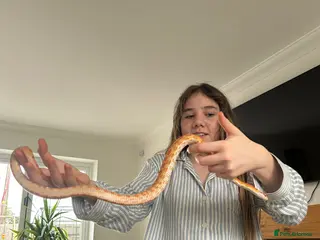 Corn Snake reptiles Corn snake unsexed super friendly - Advert 1