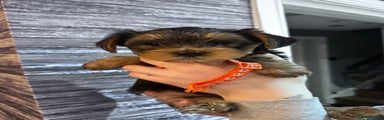 Yorkshire Terrier Puppy 1