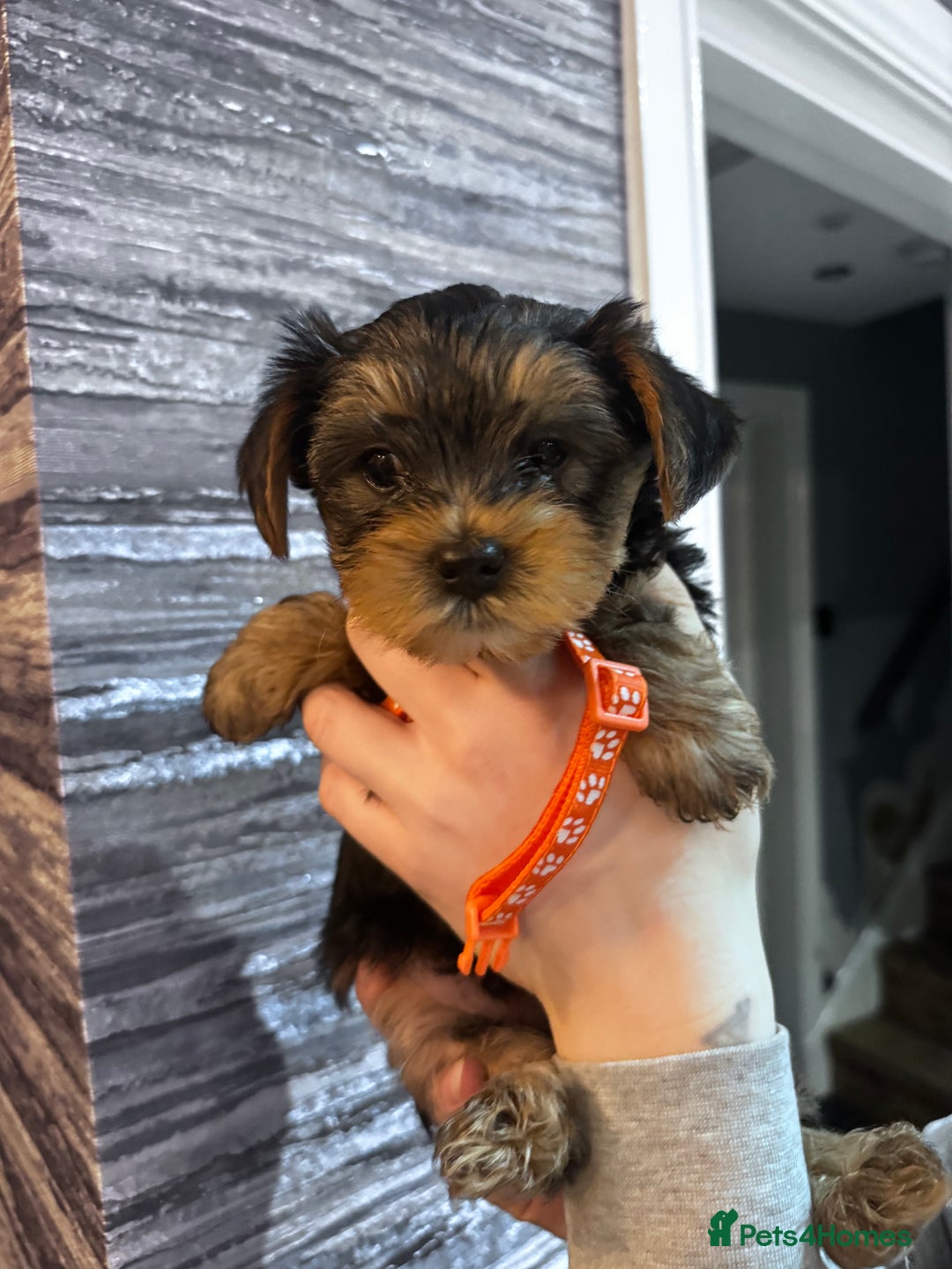 Yorkshire Terrier dogs for sale: 5x Boys 2x Girls Gorgeous Yorkshire Terriers  - Advert 1