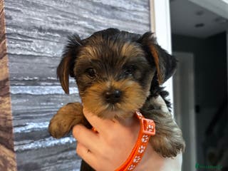 Yorkshire Terrier dogs 5x Boys 2x Girls Gorgeous Yorkshire Terriers - Advert 2