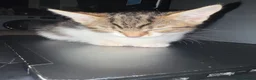 Bengal cats for sale: Gorgeous half bengal kittens and lovely Nature in Blaydon-on-Tyne - Advert 5