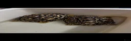 Tortoise reptiles for sale: 2 female leopard tortoises  - Advert 3