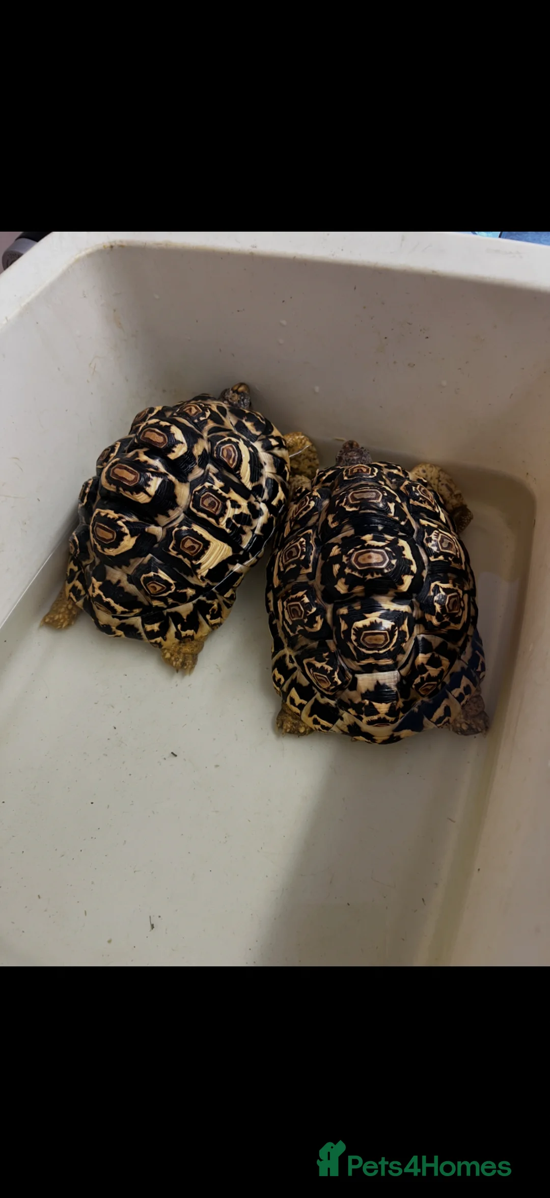 Tortoise reptiles for sale: 2 female leopard tortoises  - Advert 3