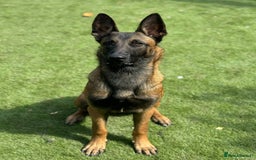 Belgian Shepherd Dog dogs for sale: 9 month BRN 53534 Herder Duco PH1 son  in Walsall - Image 2