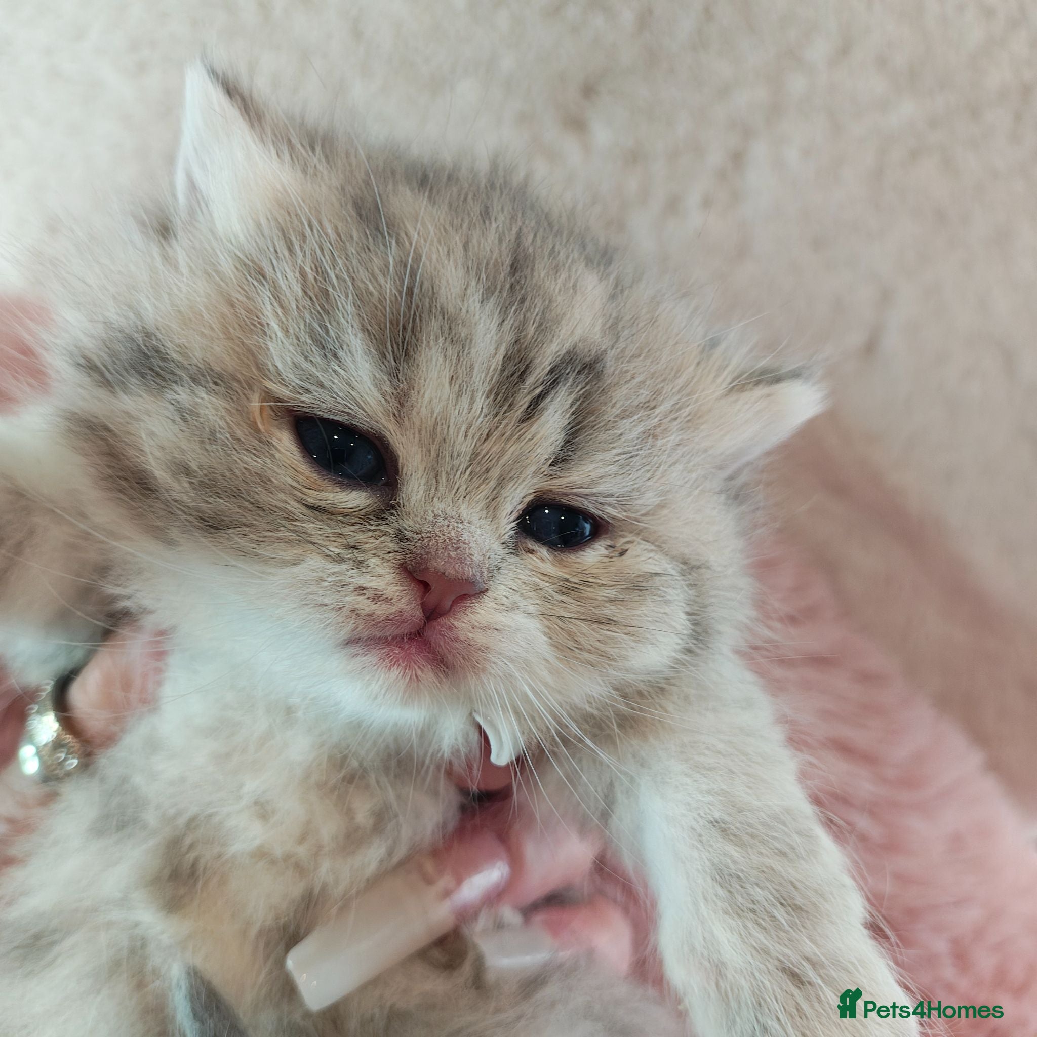 British Longhair cats Blue golden blue golden spot females - Advert 9