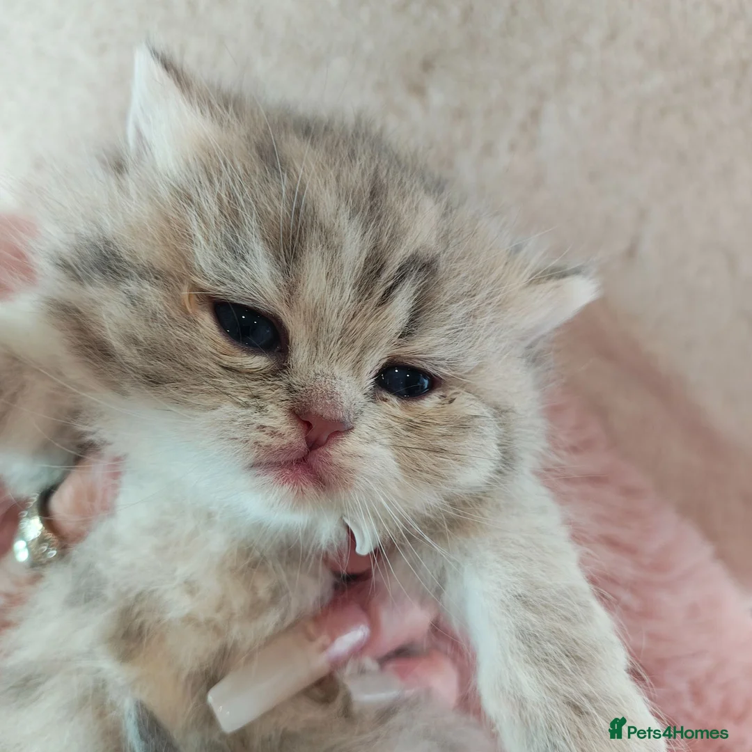British Longhair cats for sale: Blue golden blue golden spot females - Advert 2