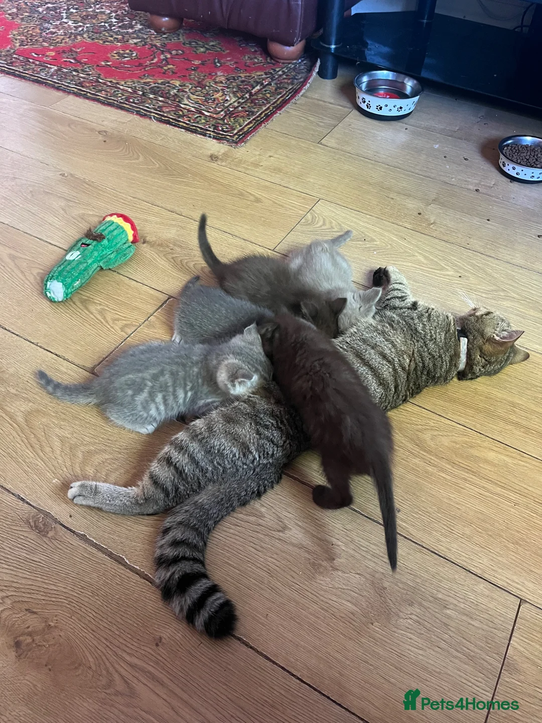 Ragdoll cats for sale: Gorgeous ragdollX British shorthair kittens  - Advert 1