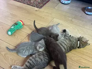 Ragdoll cats Gorgeous ragdollX British shorthair kittens - Advert 2