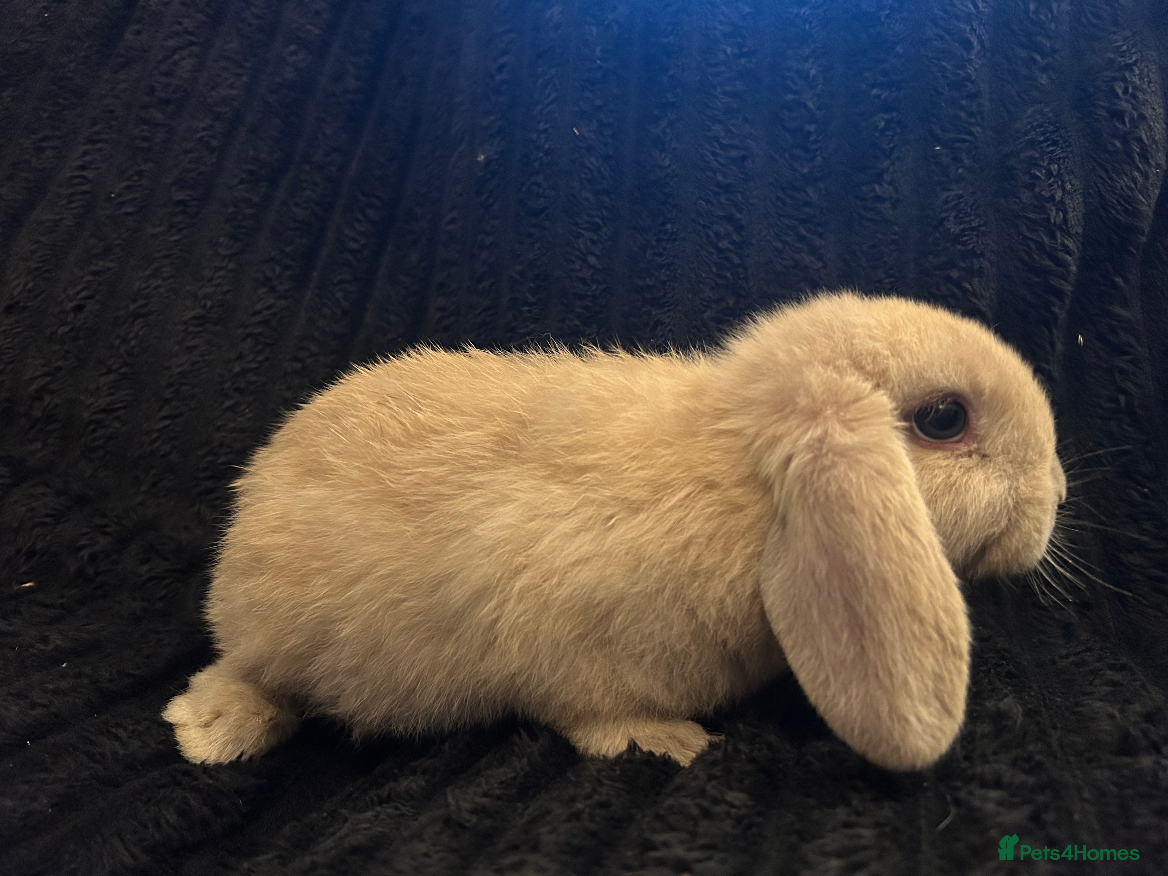 Mini Lop rabbits Mini lops  - Advert 1