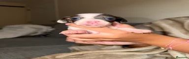 Chiweenie 4 GIRL