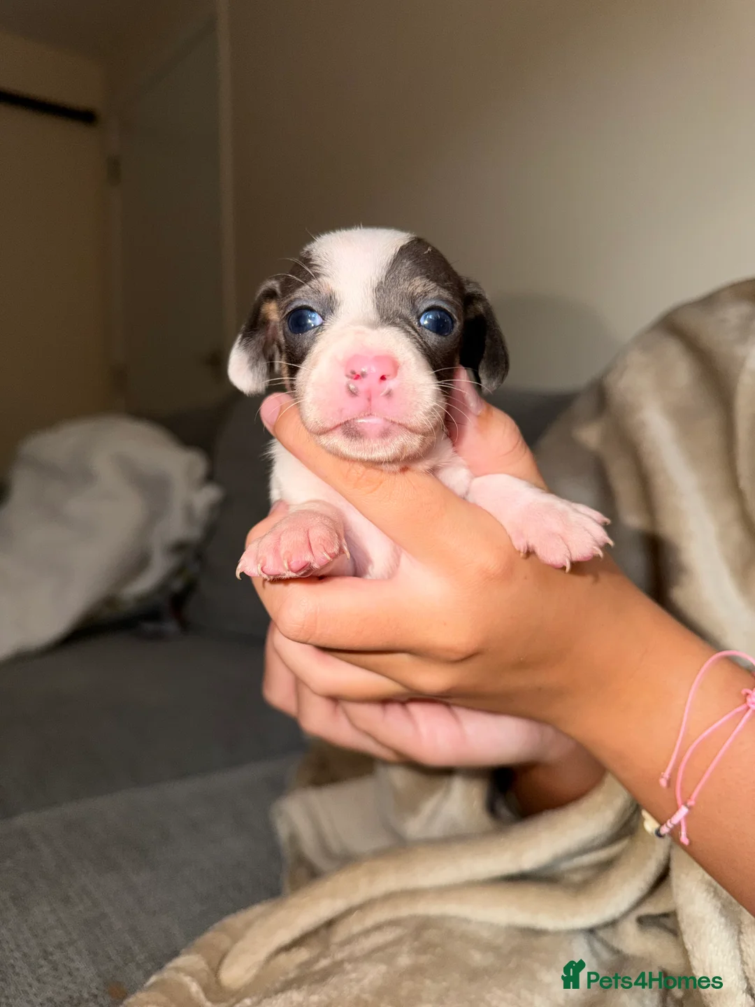 Chiweenie dogs for sale: 4 Beautiful Chiweenies For Sale/ 1 BOY/ 3 GIRLS - Advert 2