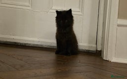 Maine Coon cats for sale: Maine coon x kittens  - Image 4