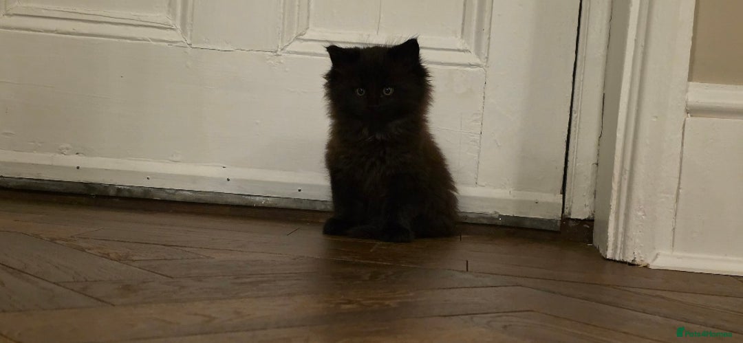 Maine Coon cats for sale: Maine coon x kittens  - Image 4
