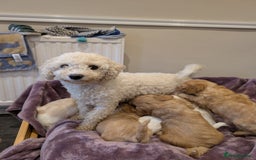 Cavachon dogs for sale: 8 Beautiful Cavachons💙💙💙🩷🩷🩷🩷🩷 - Image 7