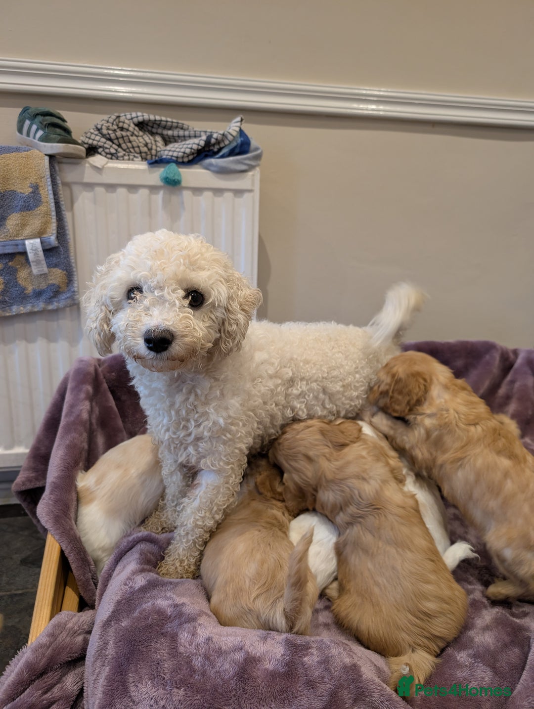 Cavachon dogs for sale: 8 Beautiful Cavachons💙💙💙🩷🩷🩷🩷🩷 - Image 7