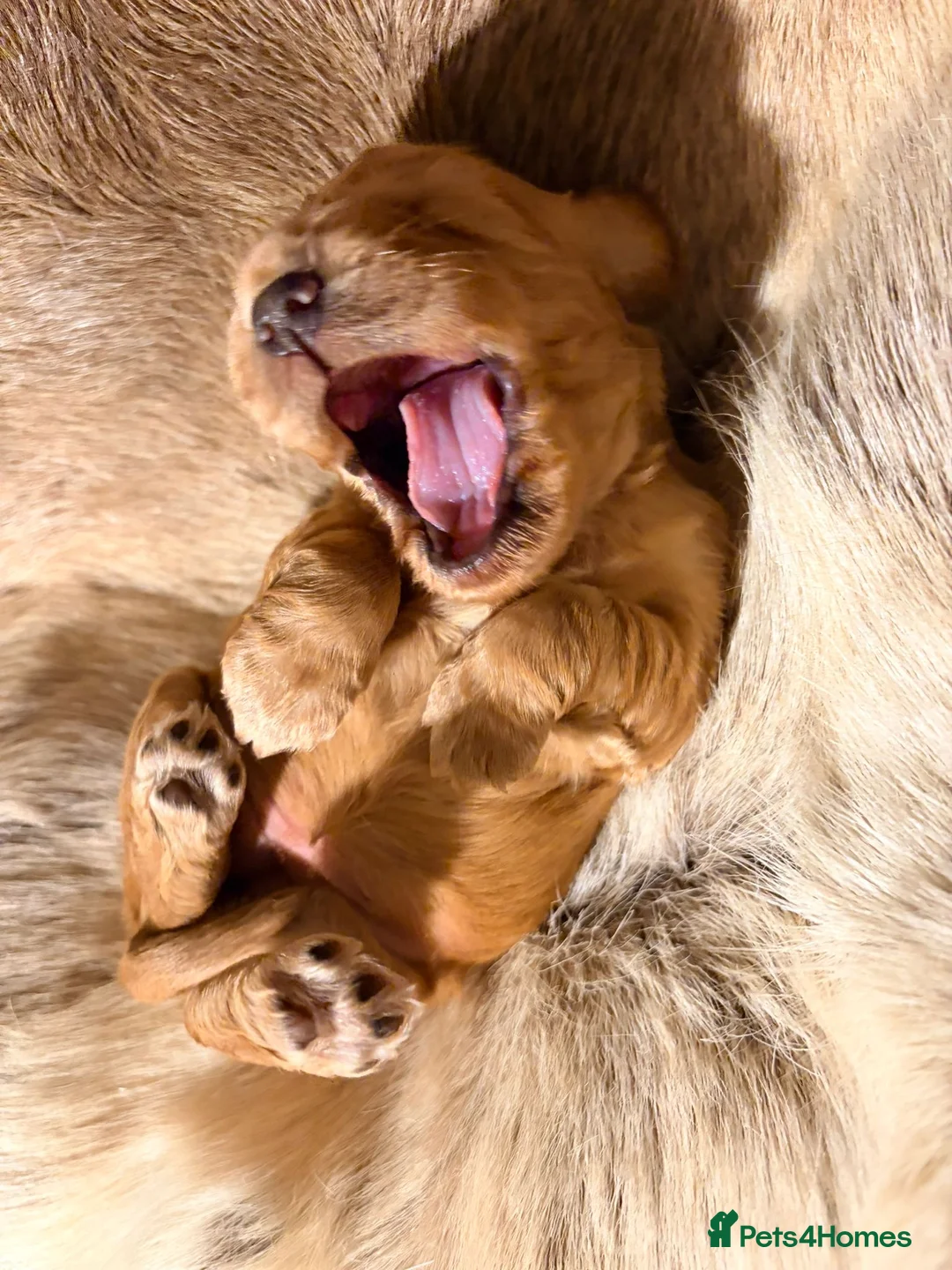 Cocker Spaniel dogs for sale: ✨ Working Cocker Spaniel pups, ready 7th March ✨ - Advert 24