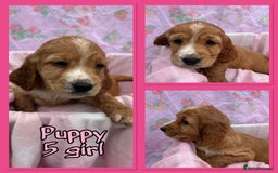 Cocker Spaniel dogs for sale: 5 beautiful show cocker spaniel puppies  - Image 6