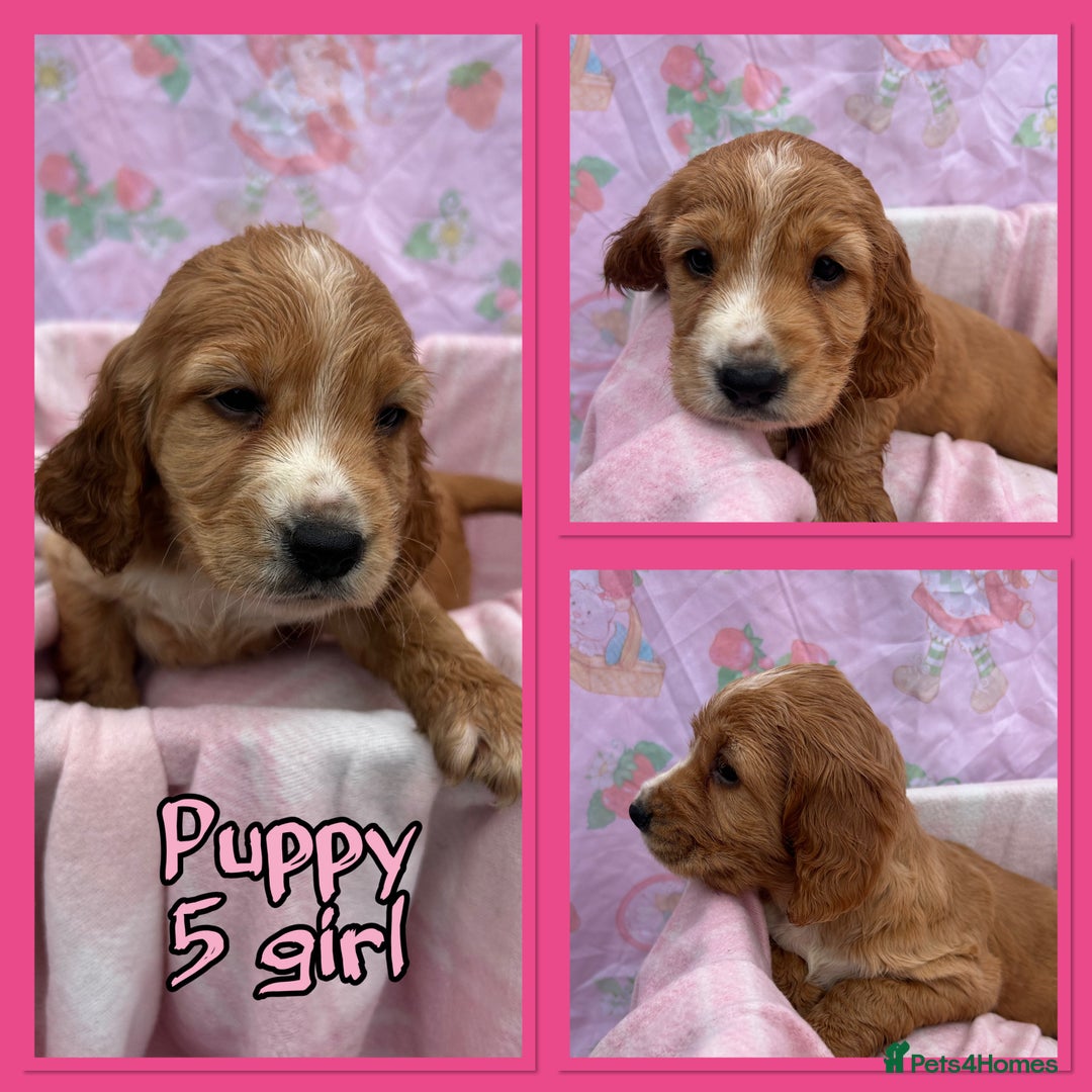 Cocker Spaniel dogs for sale: 5 beautiful show cocker spaniel puppies  - Image 6
