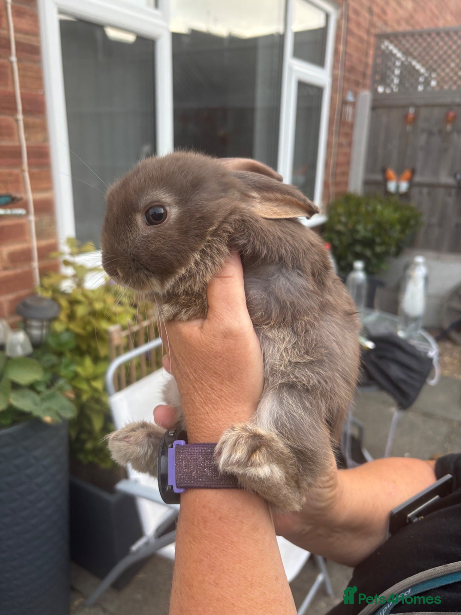 Mini Lop rabbits Female chocolate otter / black self cross - Advert 2