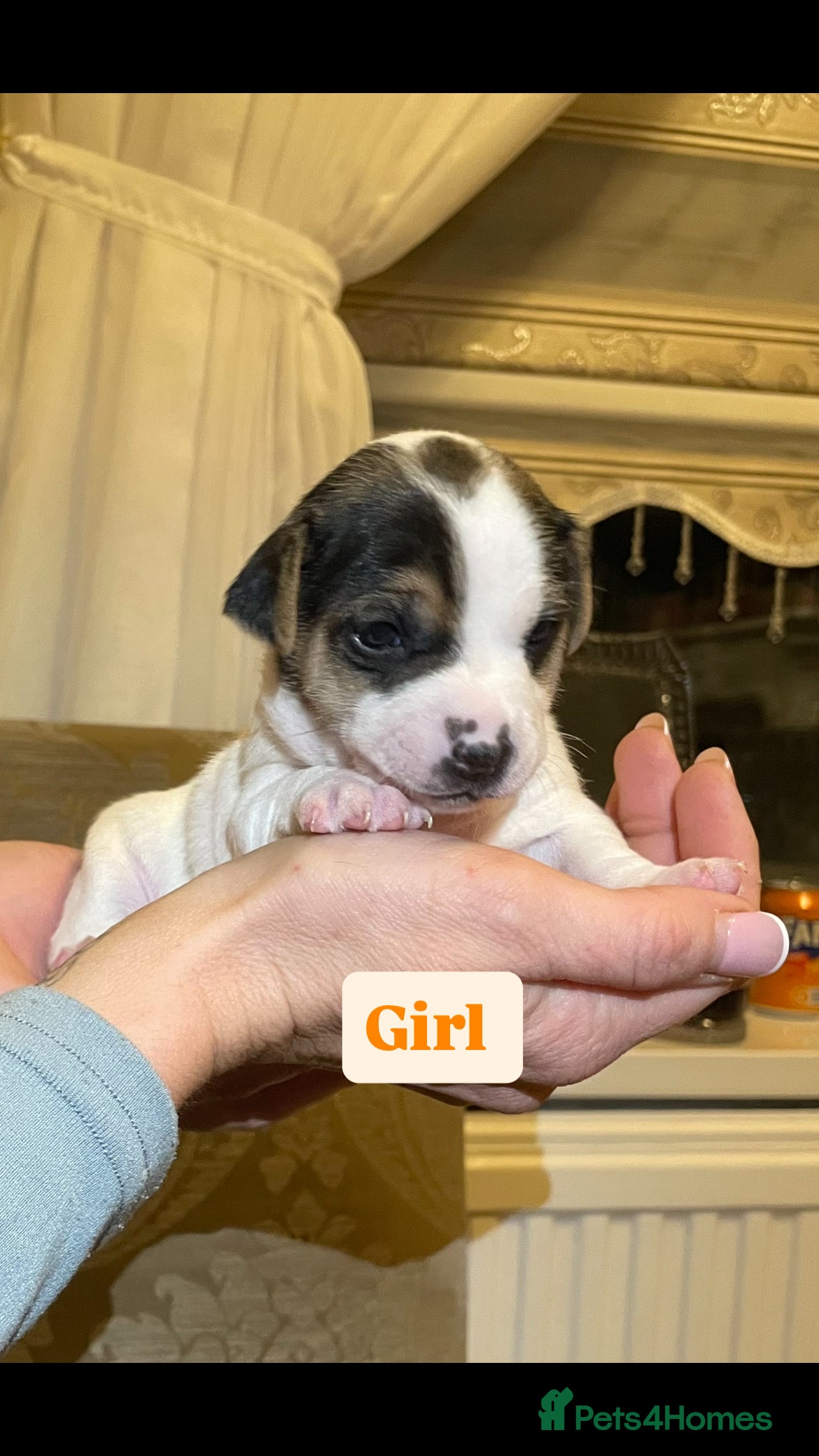 Jack Russell dogs Miniature jack russell puppies  - Advert 9