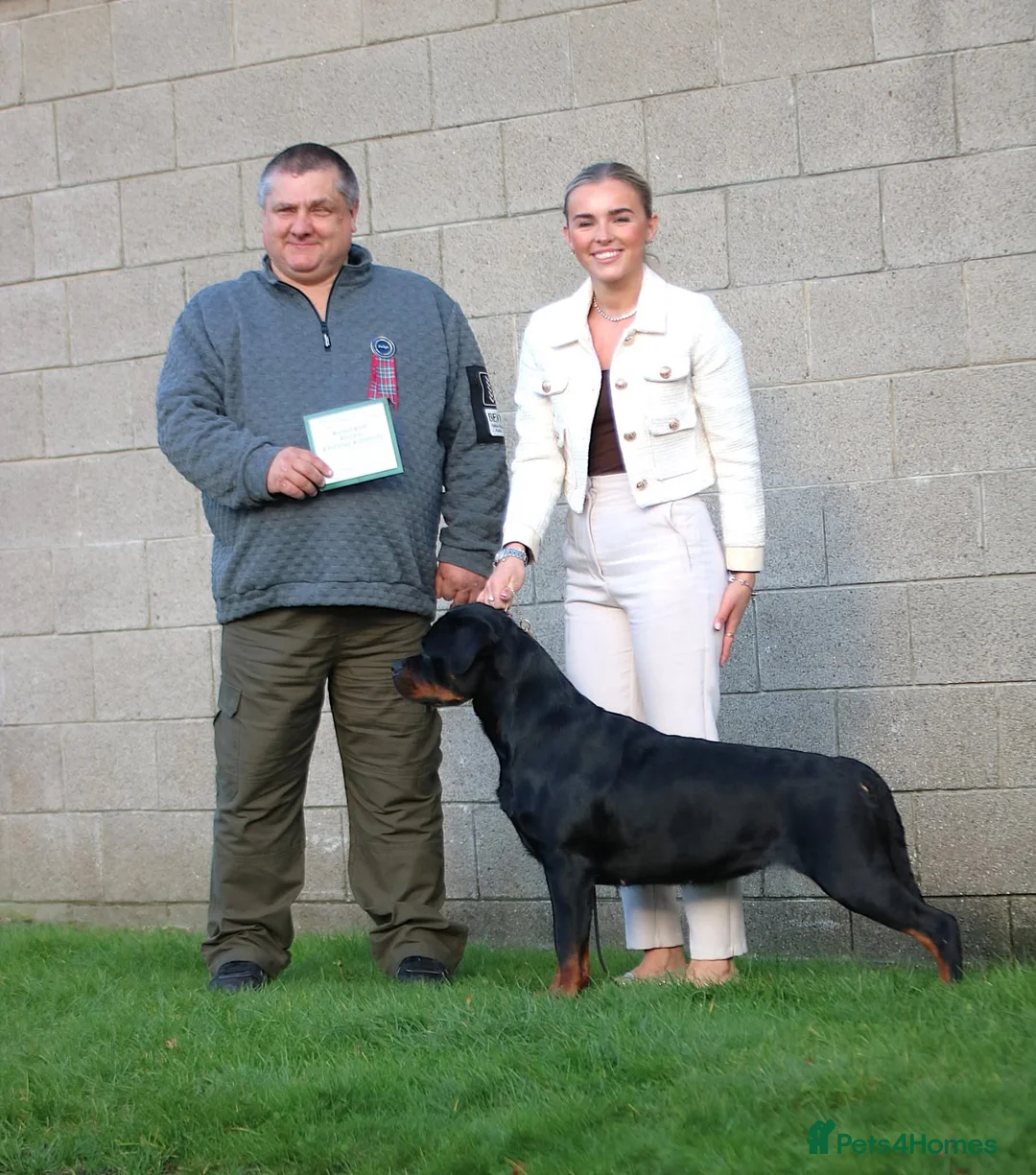 Rottweiler dogs for sale: Excellent Pedigree Dog Puppy - Advert 22